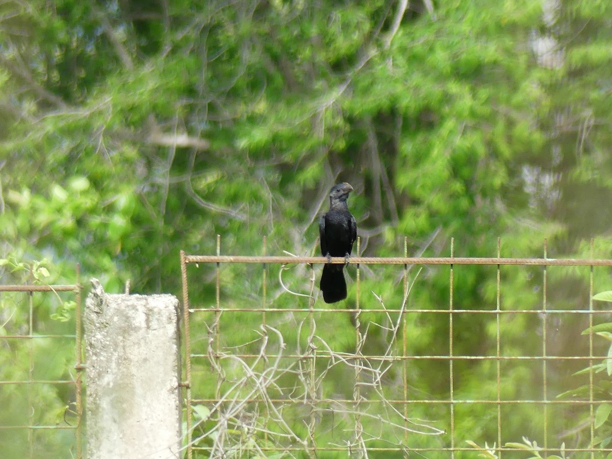 Smooth-billed Ani - ML645256765