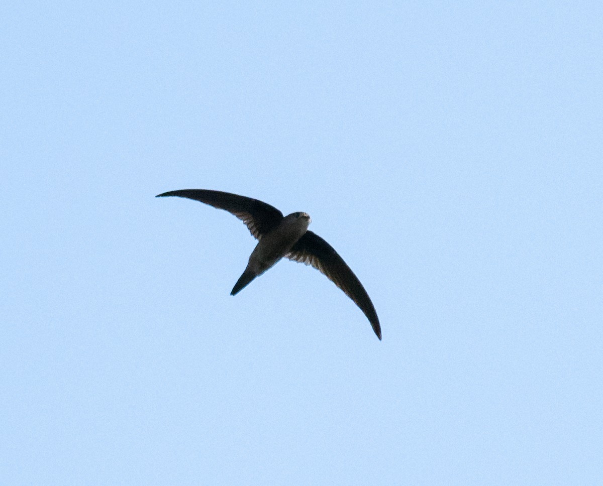 Asian Palm Swift - ML645256767