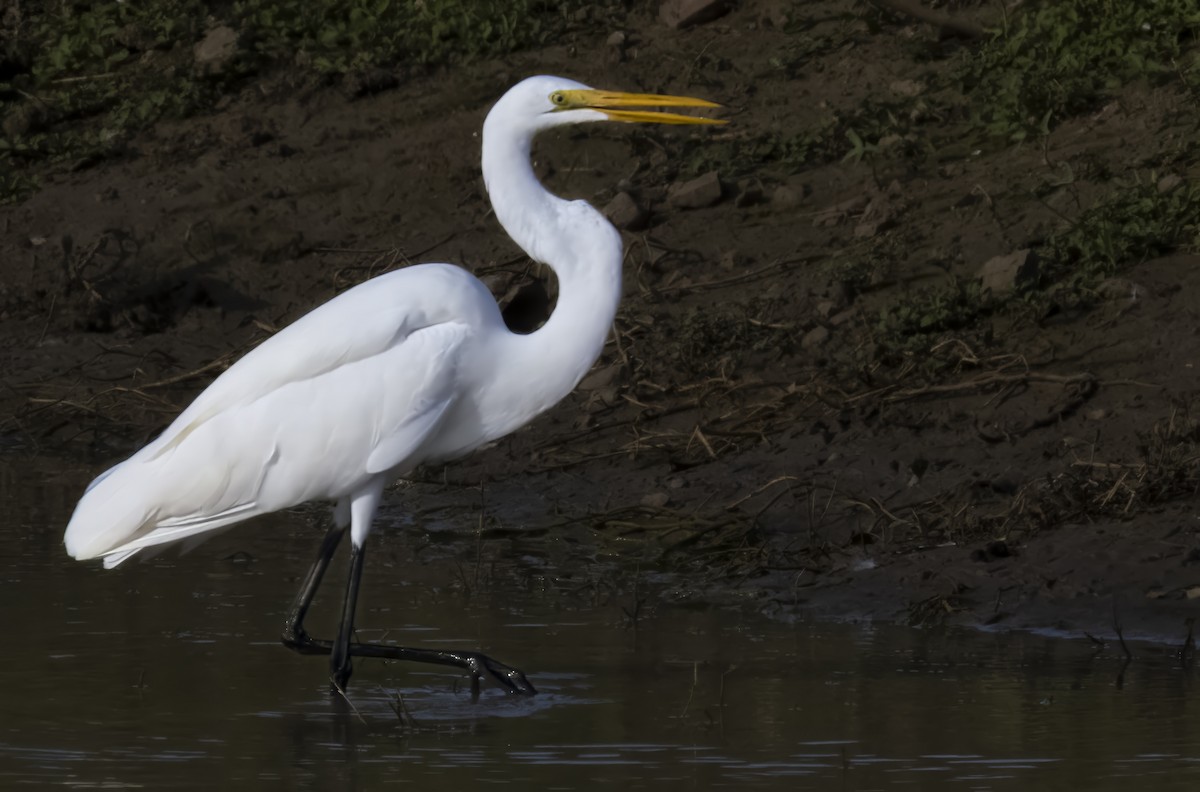 Great Egret - ML645256783