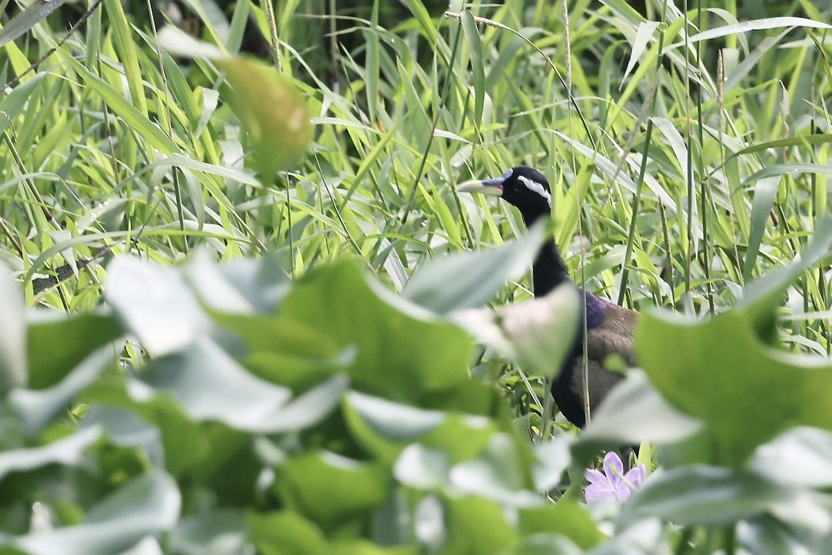 Bronze-winged Jacana - ML645256788