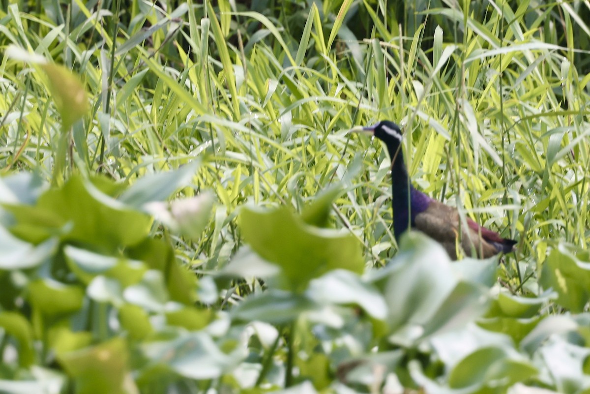 Bronze-winged Jacana - ML645256789