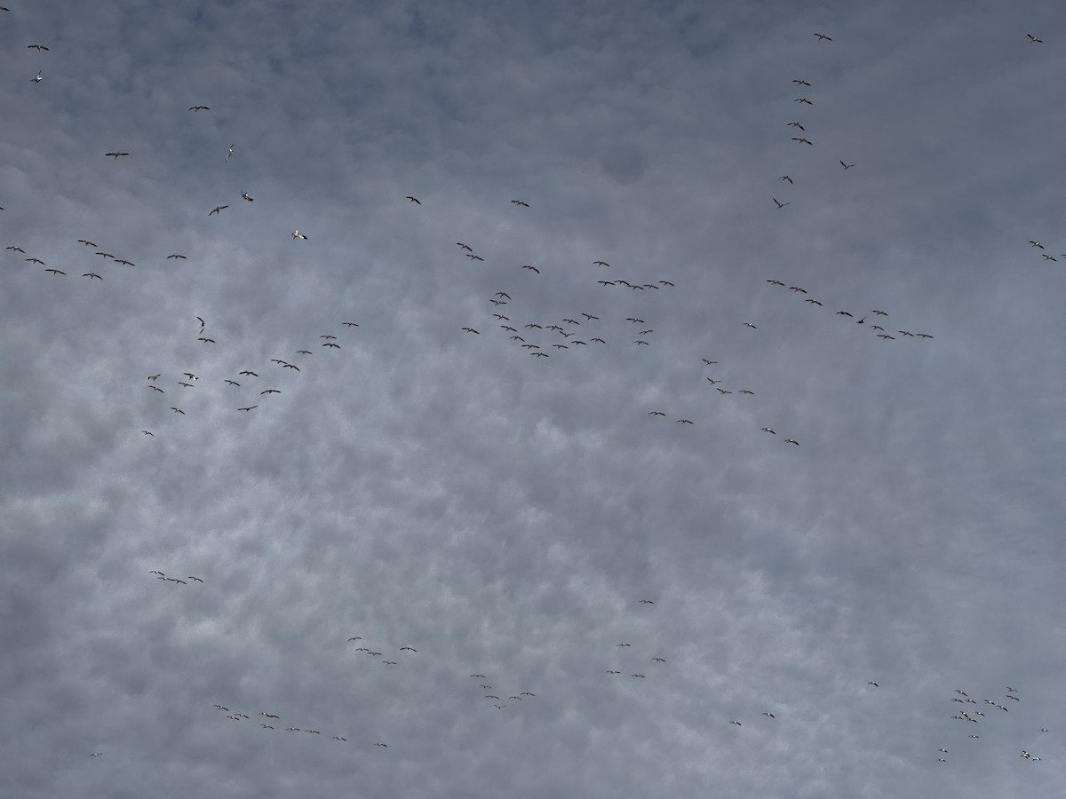 Snow Goose - ML645256795