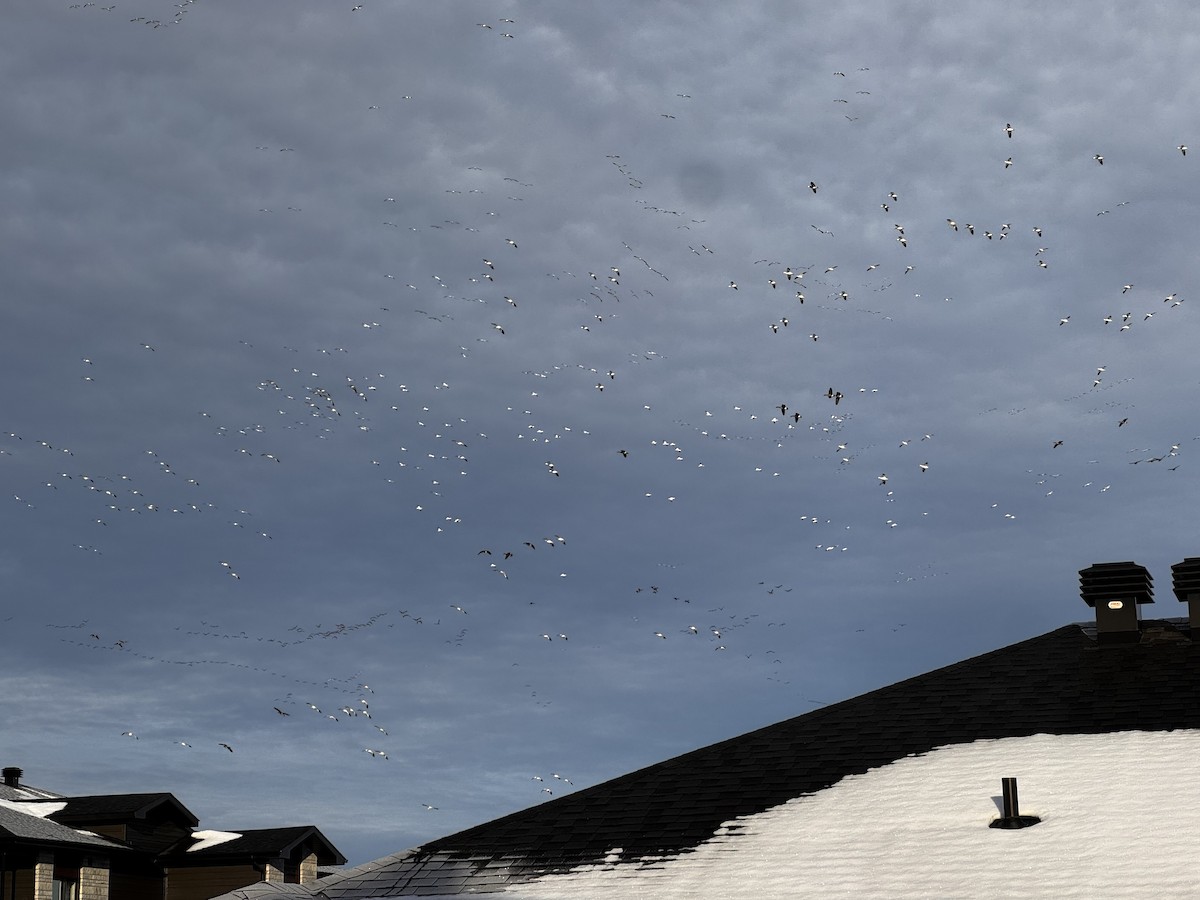 Snow Goose - ML645256796