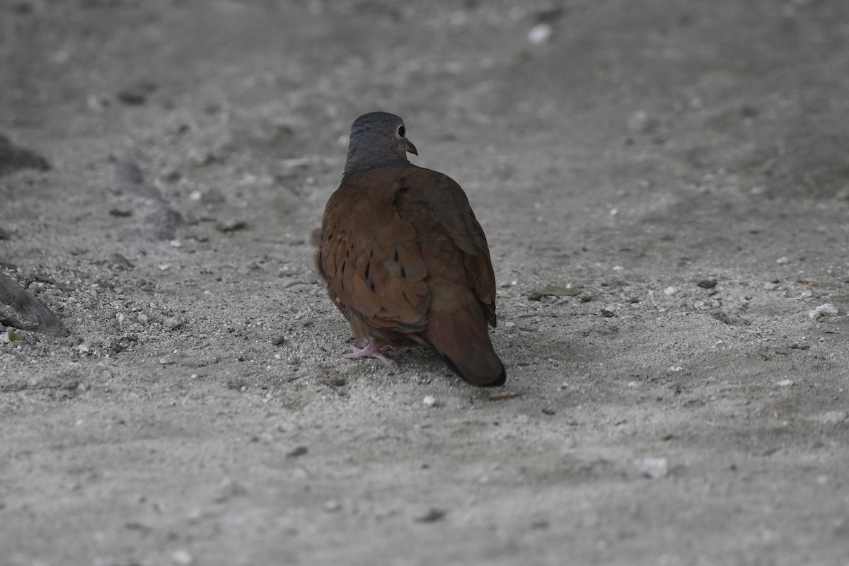 Ruddy Ground Dove - ML645256798