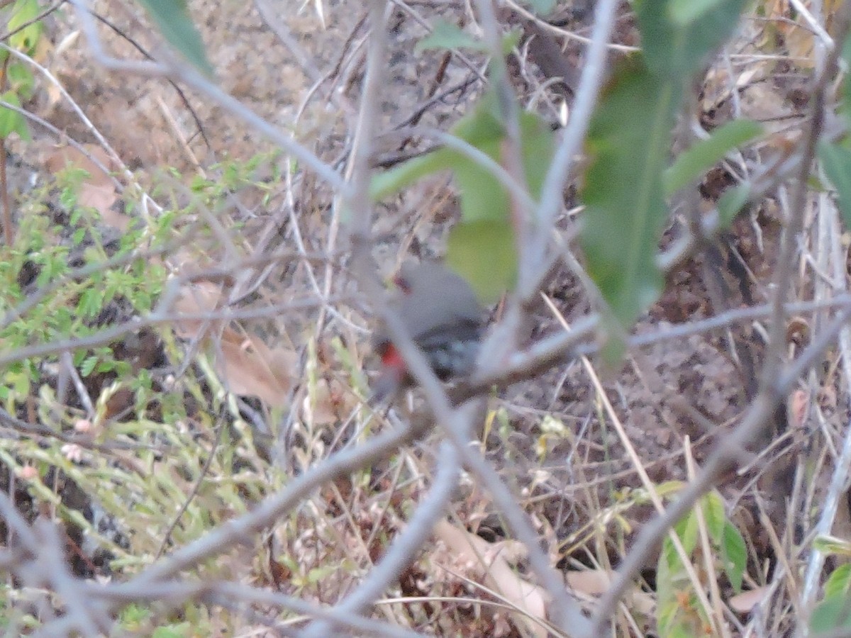 Red-eared Firetail - ML645256799
