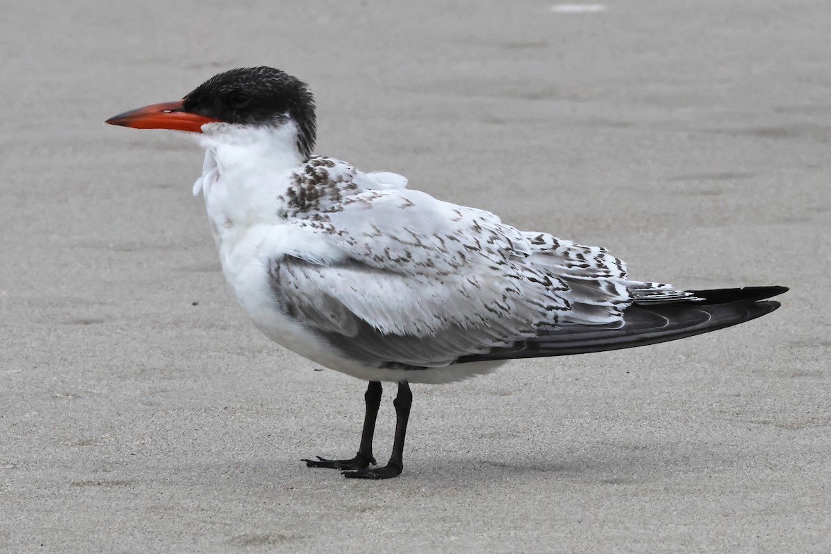 Caspian Tern - ML645256800