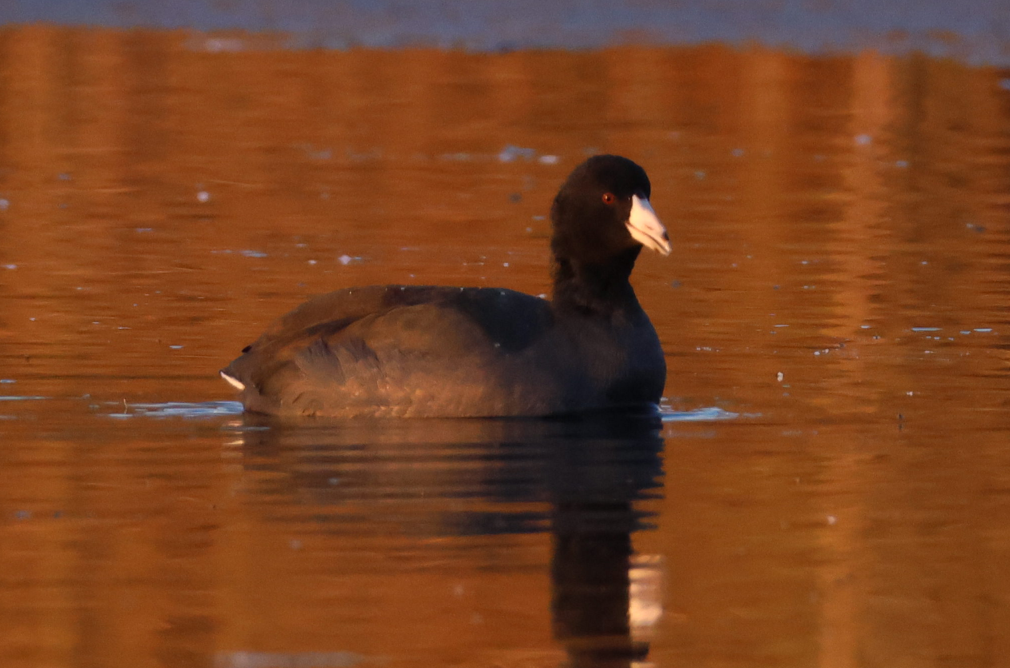 American Coot - ML645256809