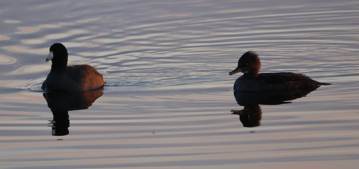 American Coot - ML645256811