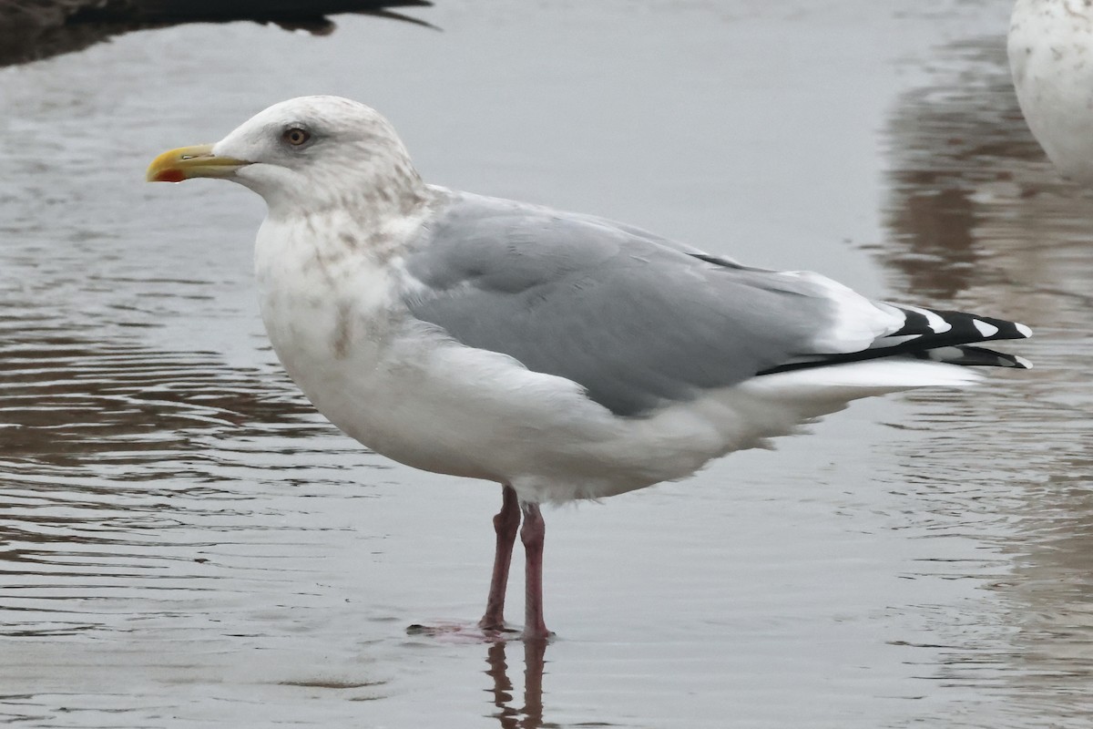 Iceland Gull (Thayer's) - ML645256813