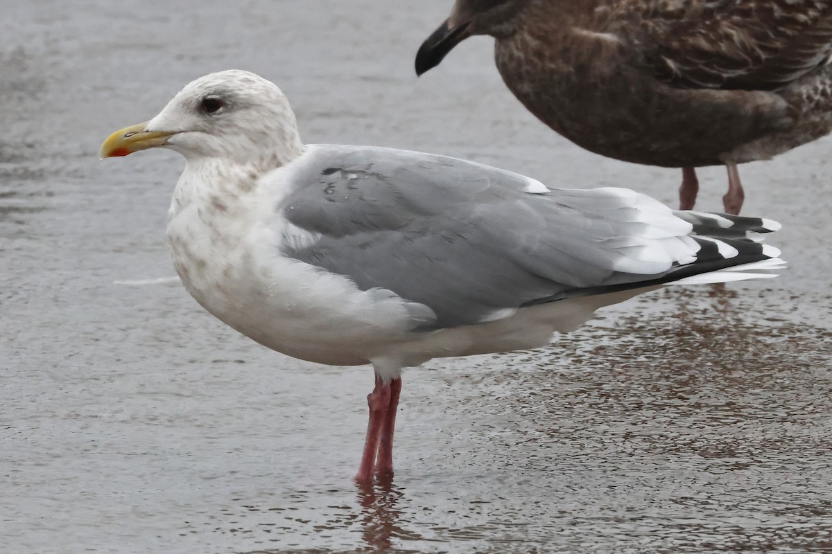 Iceland Gull (Thayer's) - ML645256819