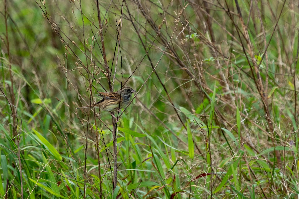 strnad šedokápý - ML645256823