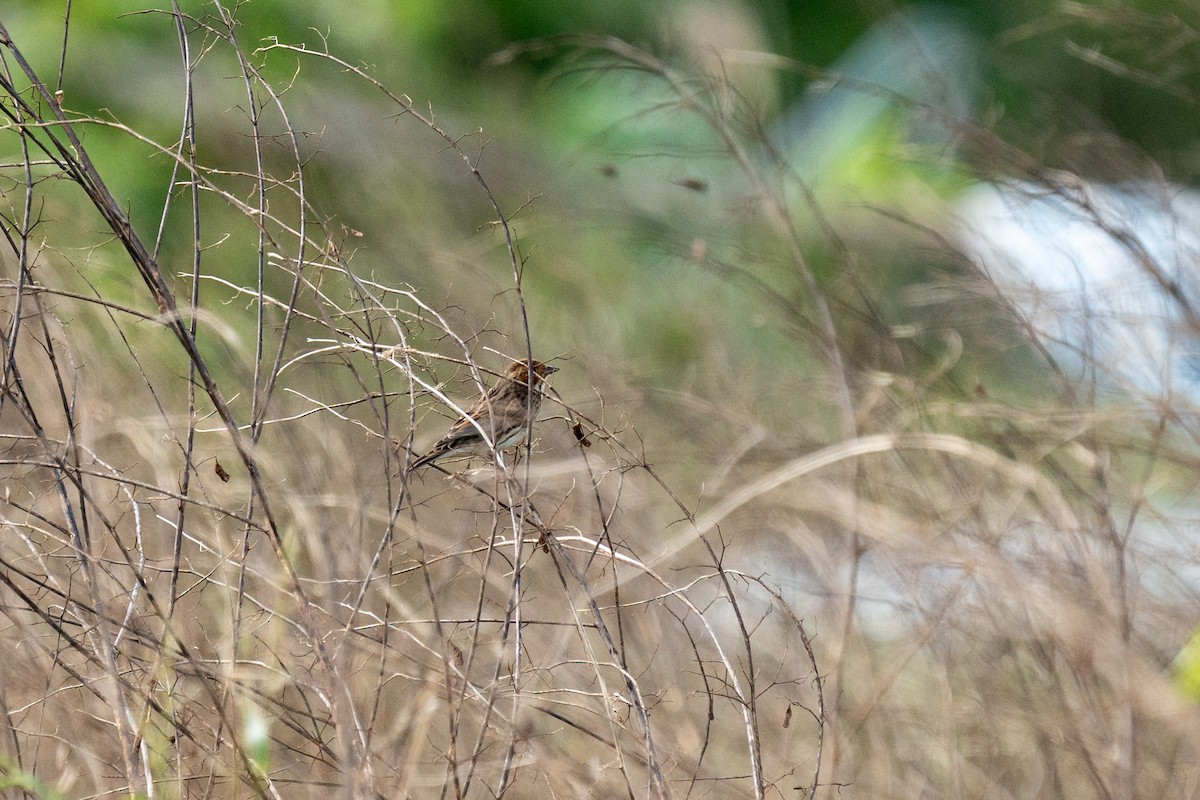 strnad malinký - ML645256824