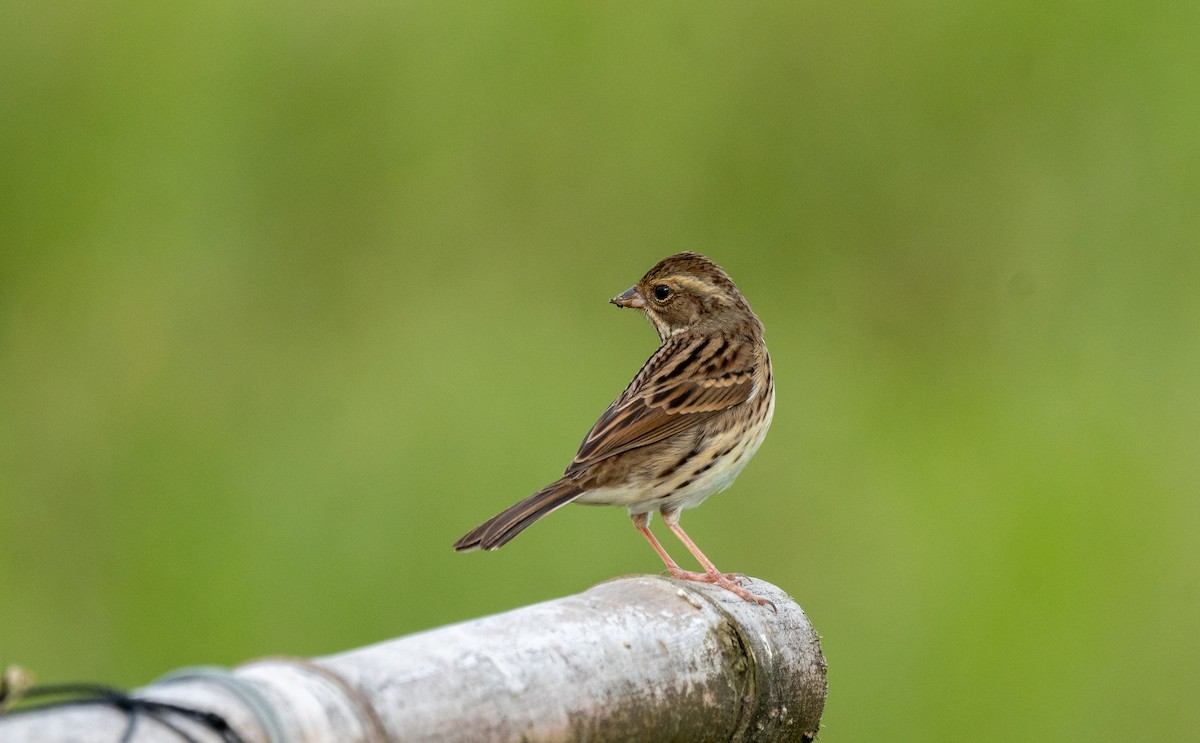 strnad šedokápý - ML645256825