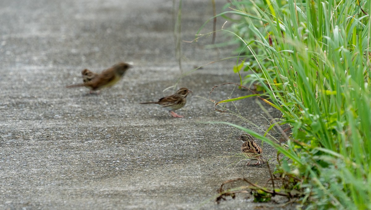 strnad šedokápý - ML645256826