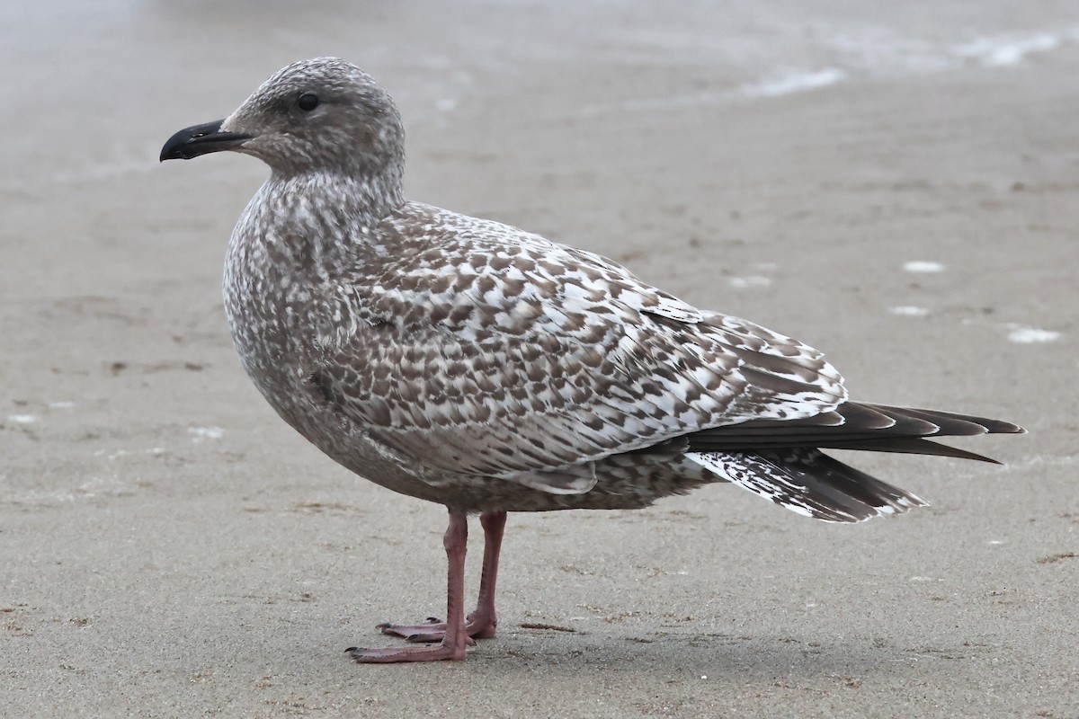 Iceland Gull (Thayer's) - ML645256827