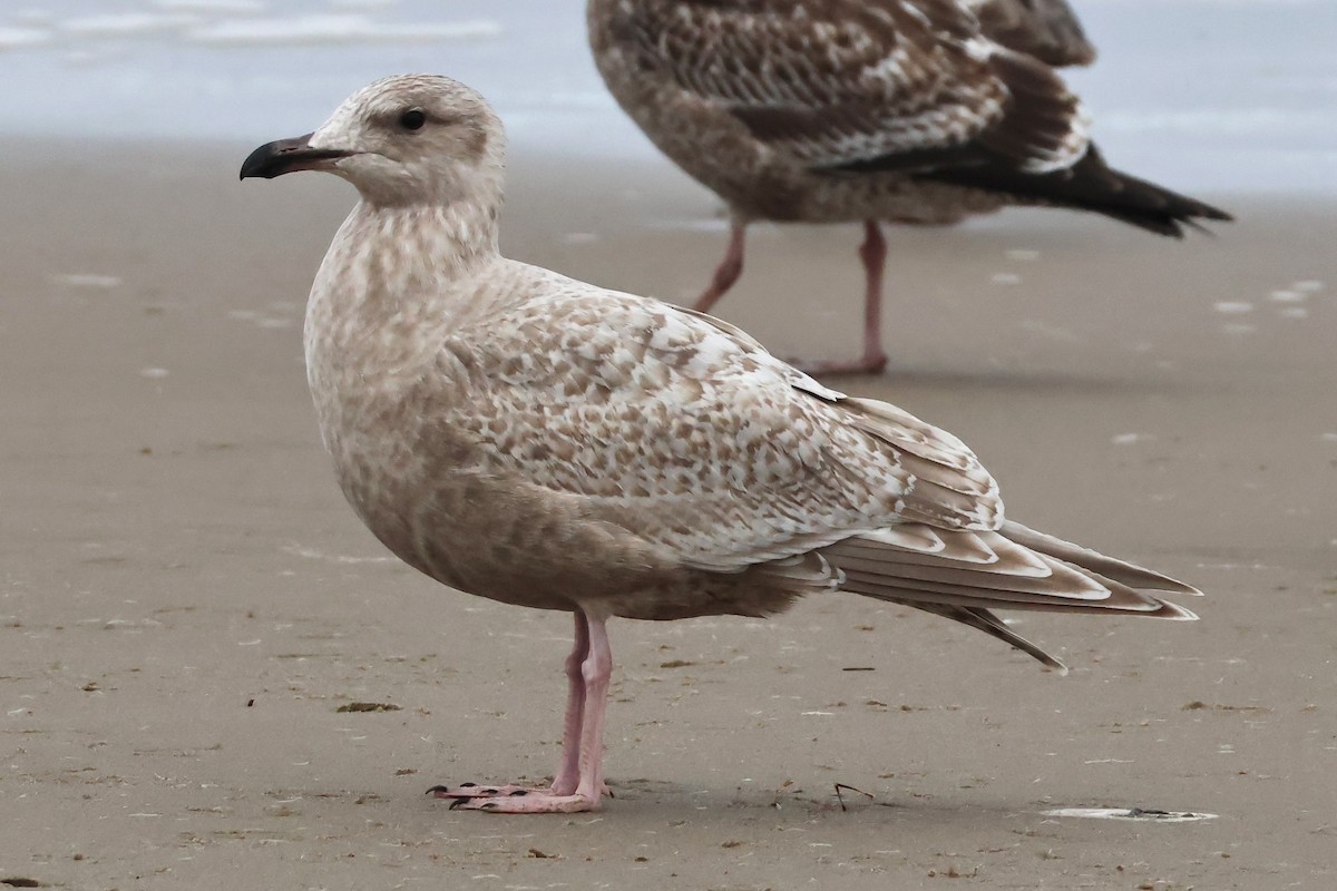 Iceland Gull (Thayer's) - ML645256831