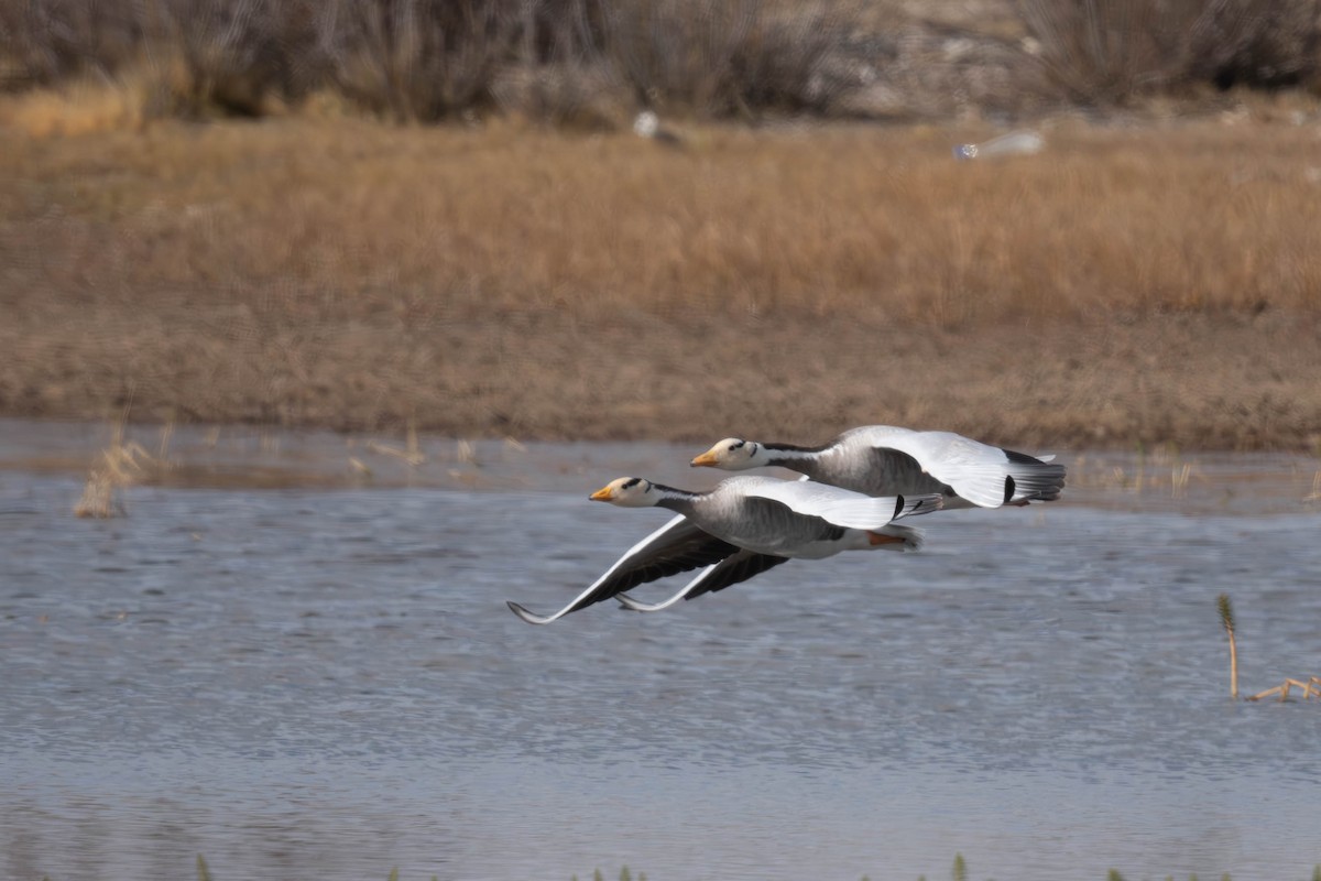 Гуска гірська - ML645256832