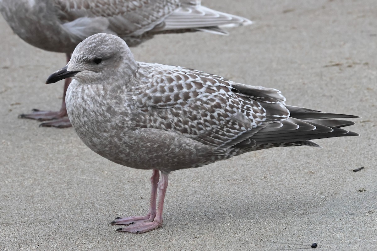 Iceland Gull (Thayer's) - ML645256833