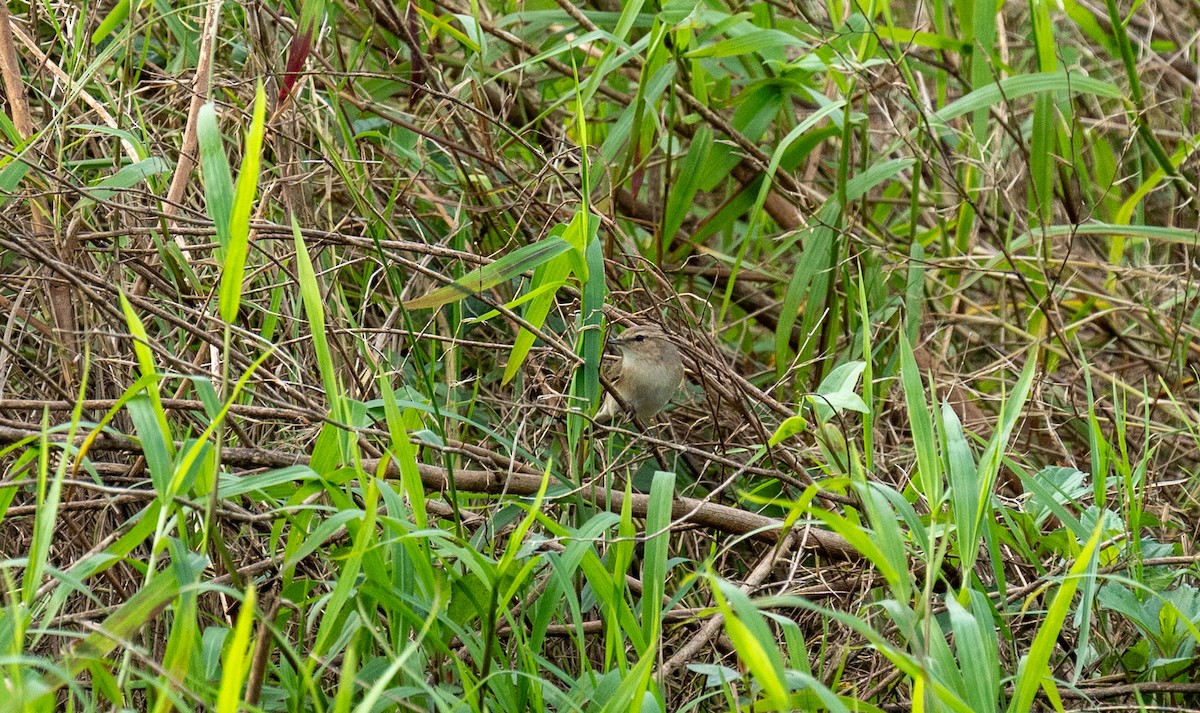 budníček menší - ML645256835