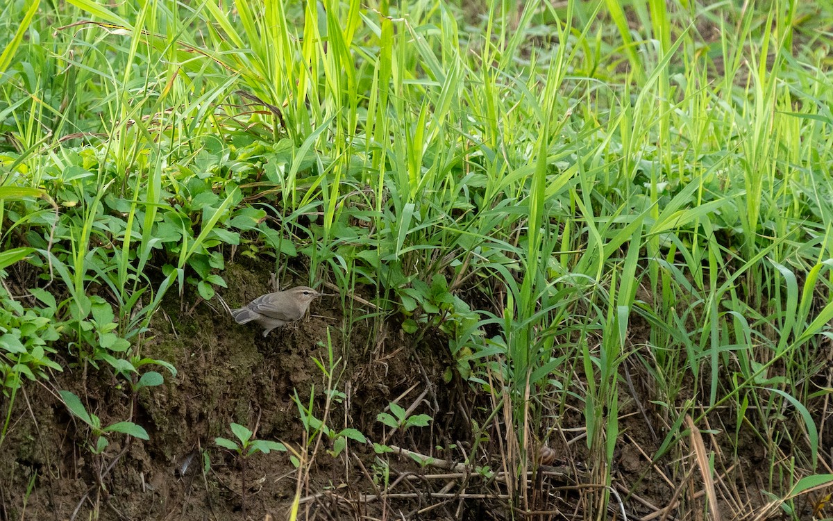 budníček menší - ML645256836