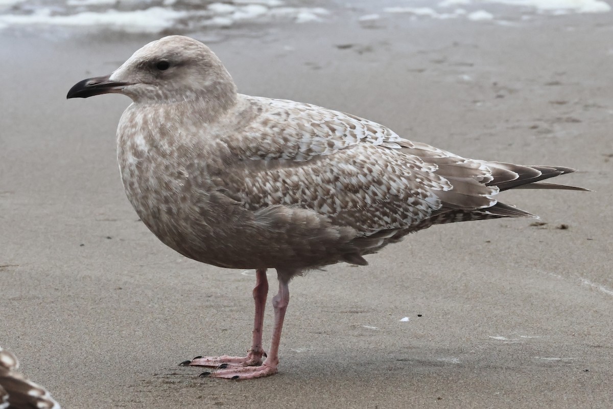 Iceland Gull (Thayer's) - ML645256839