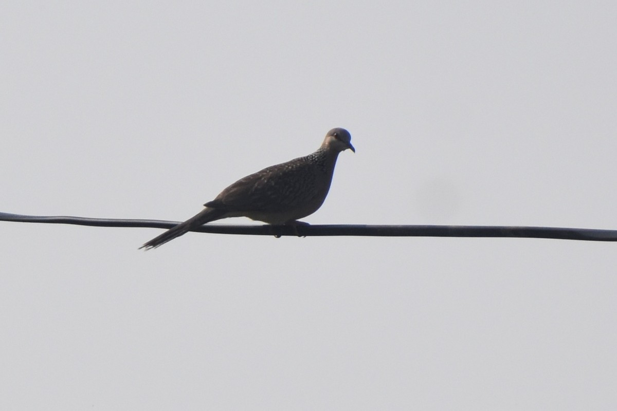 hrdlička kropenatá - ML645256840