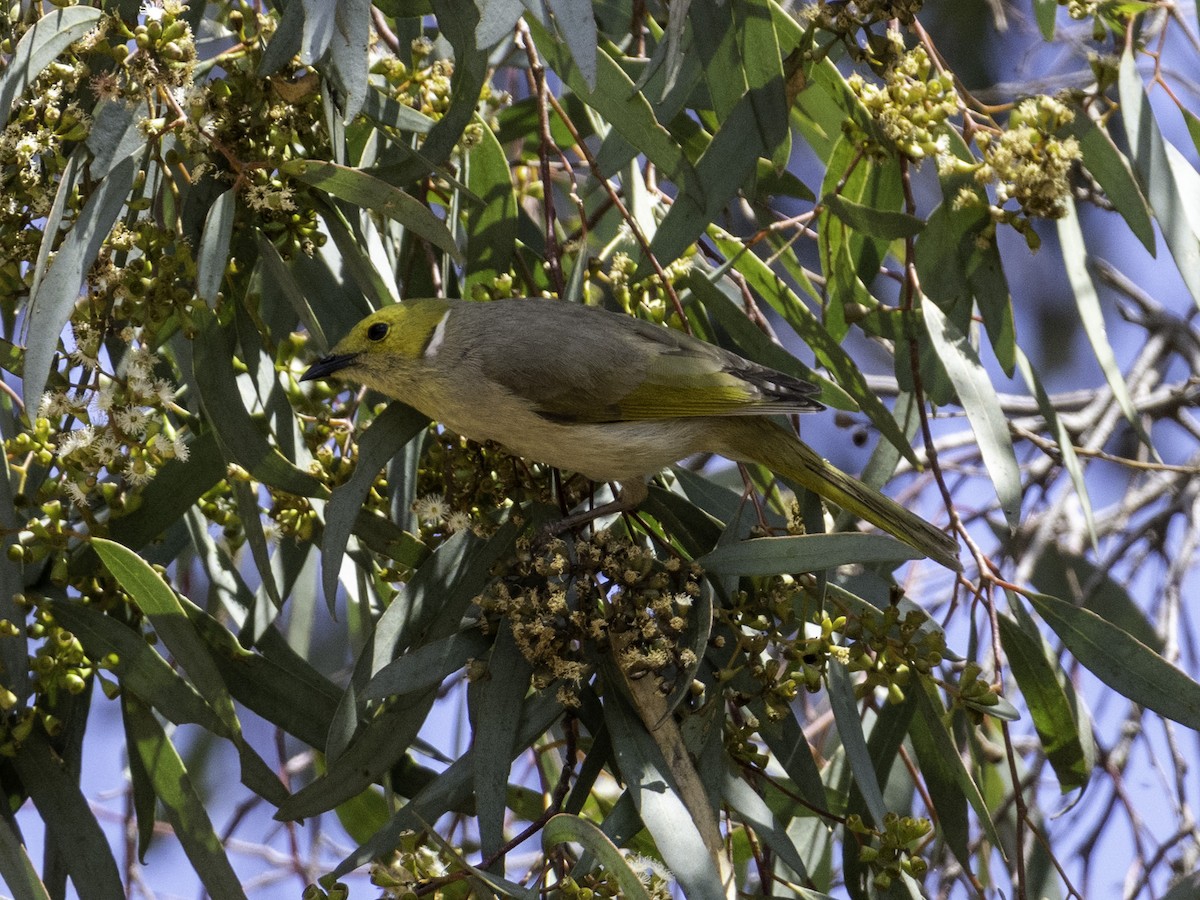 hvitsmykkehonningeter - ML645256845