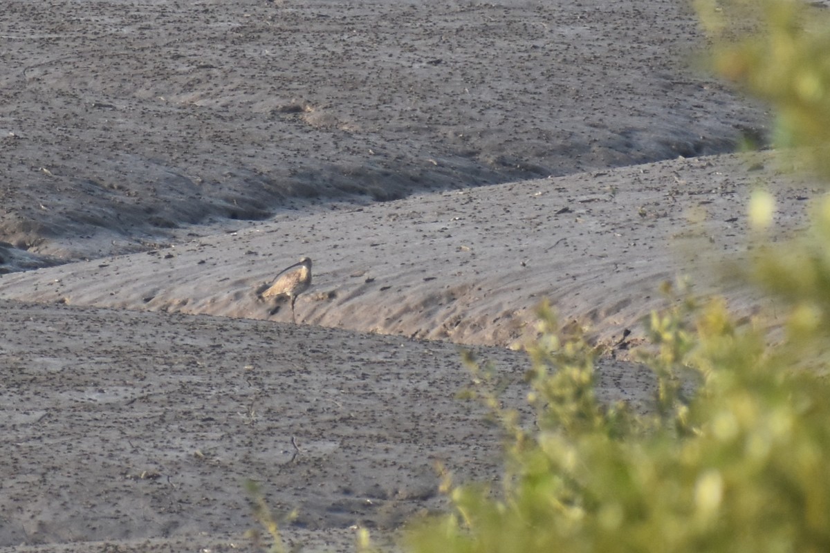 koliha velká - ML645256847