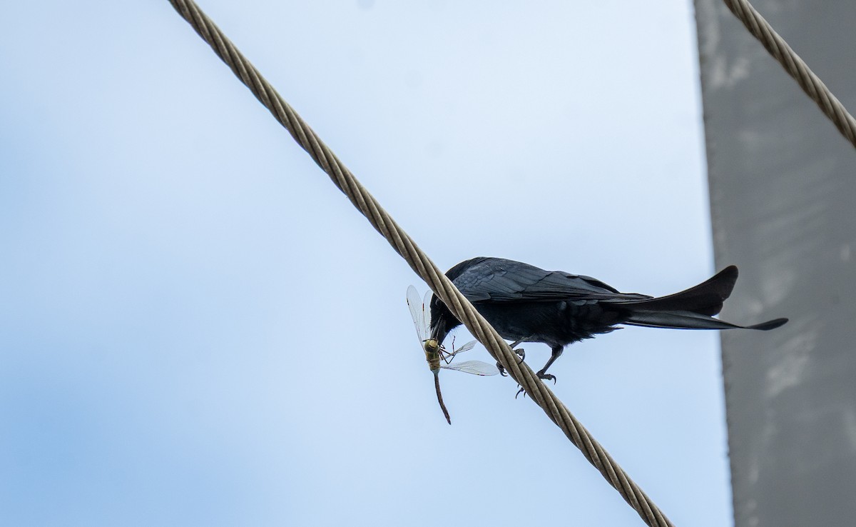 drongo černý - ML645256848