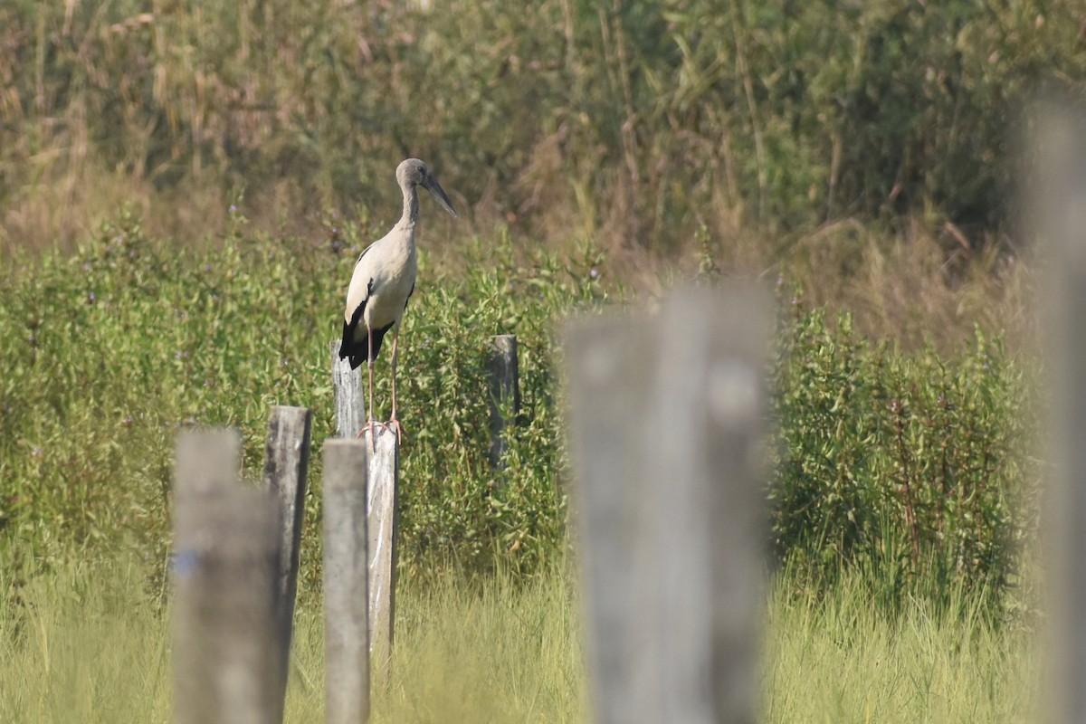 zejozob asijský - ML645256851