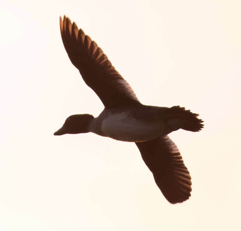 Common Goldeneye - ML645256853