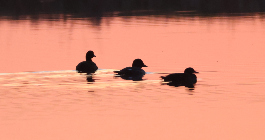 Common Goldeneye - ML645256855