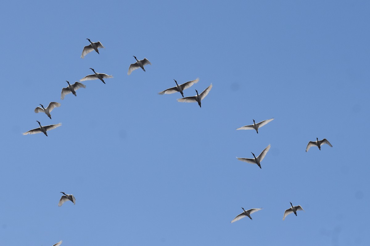 ibis černohlavý - ML645256861