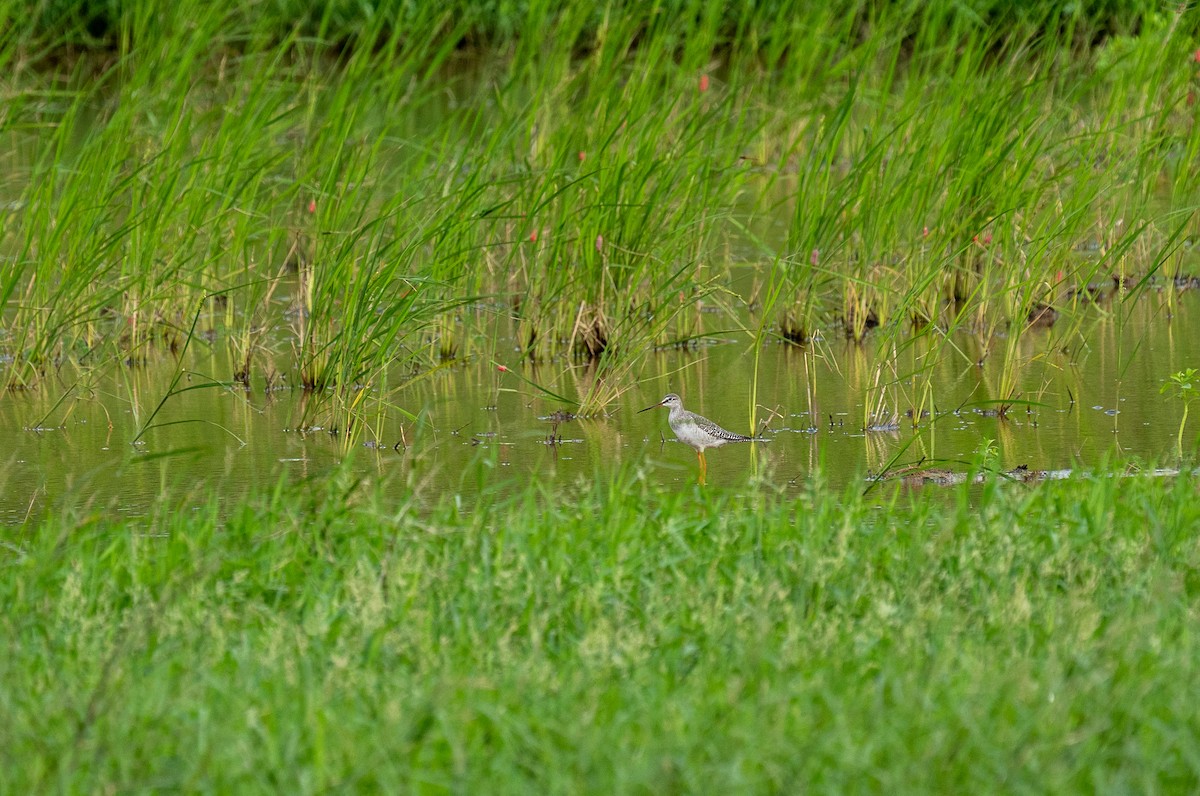 vodouš tmavý - ML645256863