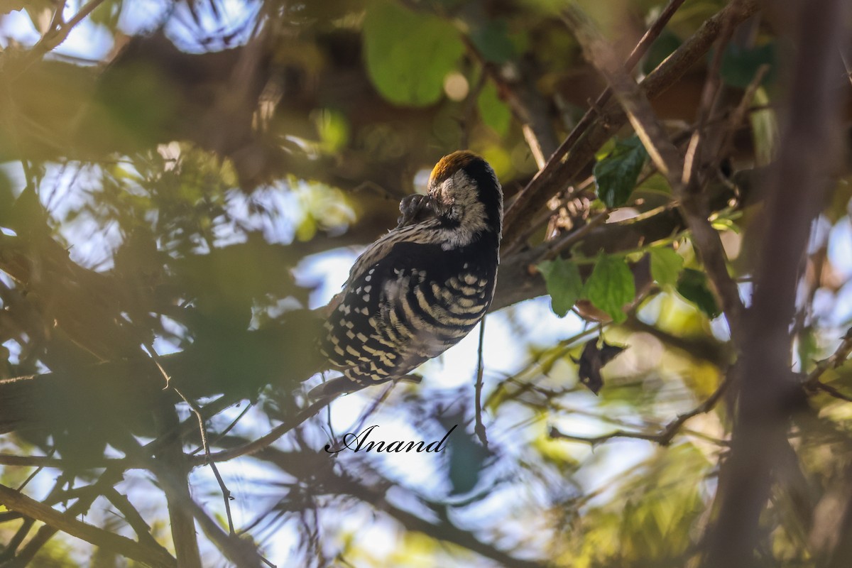 Brown-fronted Woodpecker - ML645256866