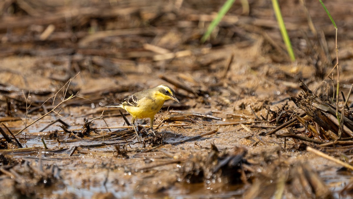 konipas východní (ssp. taivana) - ML645256870