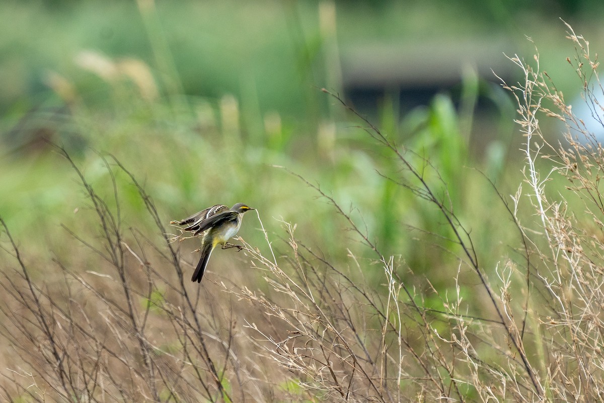 konipas východní (ssp. taivana) - ML645256871