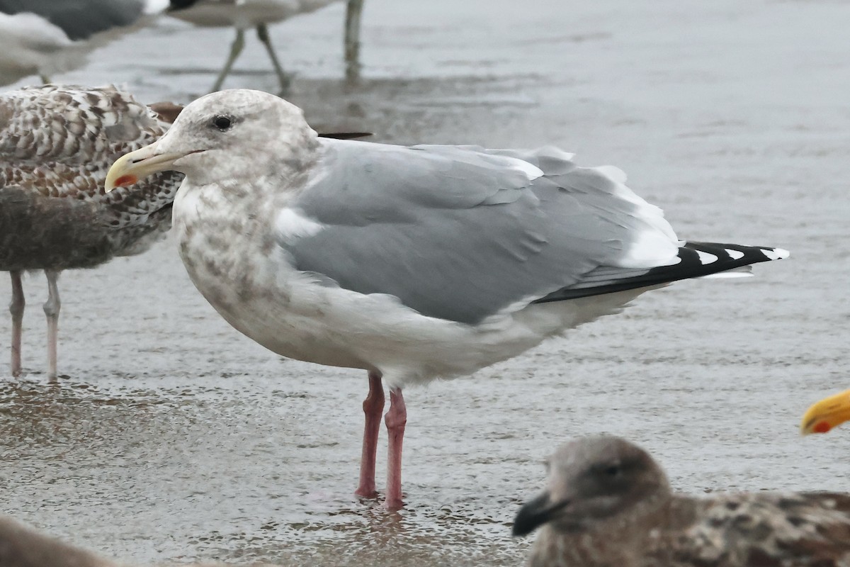 American Herring x Glaucous-winged Gull (hybrid) - ML645256880