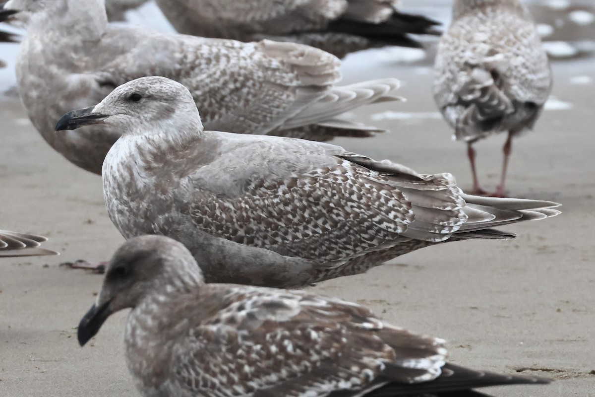 American Herring x Glaucous-winged Gull (hybrid) - ML645256883