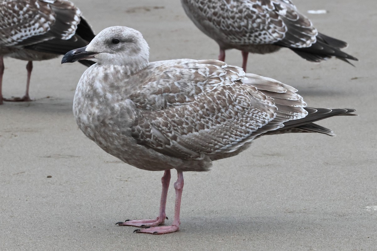 American Herring x Glaucous-winged Gull (hybrid) - ML645256886