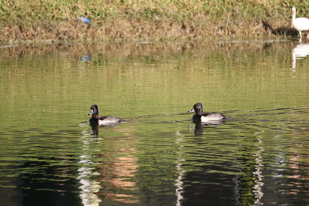 polák proužkozobý - ML645256887