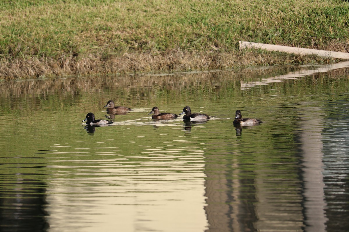 polák proužkozobý - ML645256888