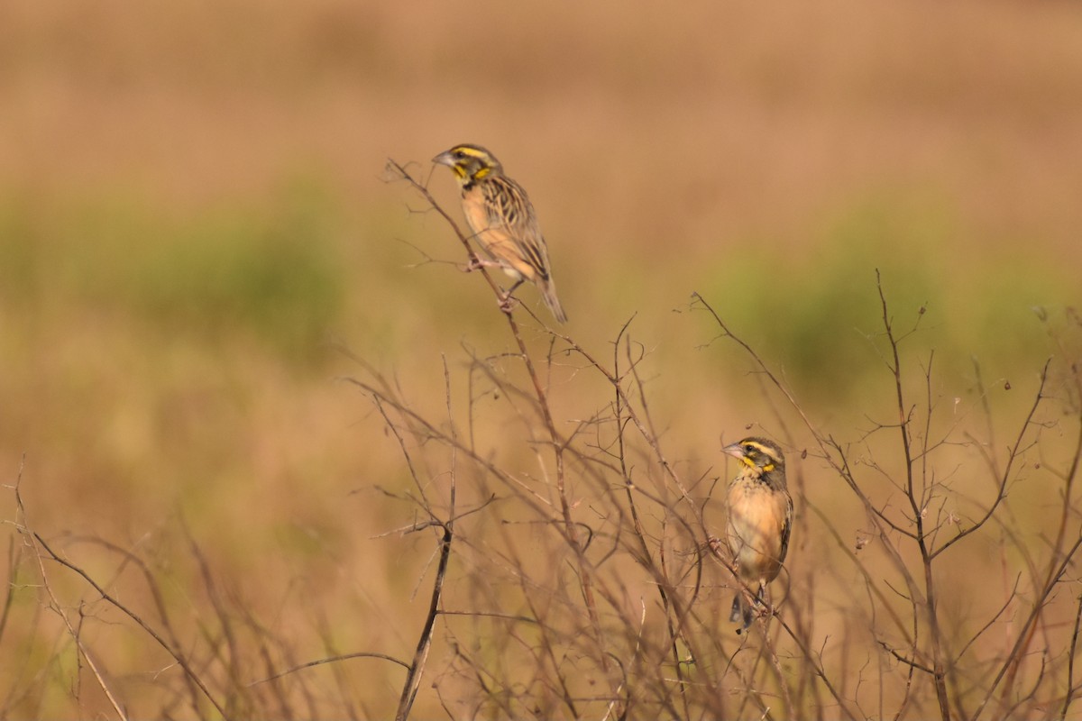 snovač bengálský - ML645256893