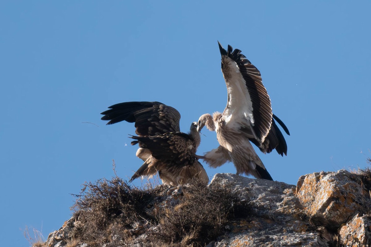 Himalayan Griffon - ML645256894