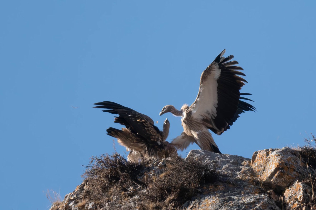 Himalayan Griffon - ML645256895