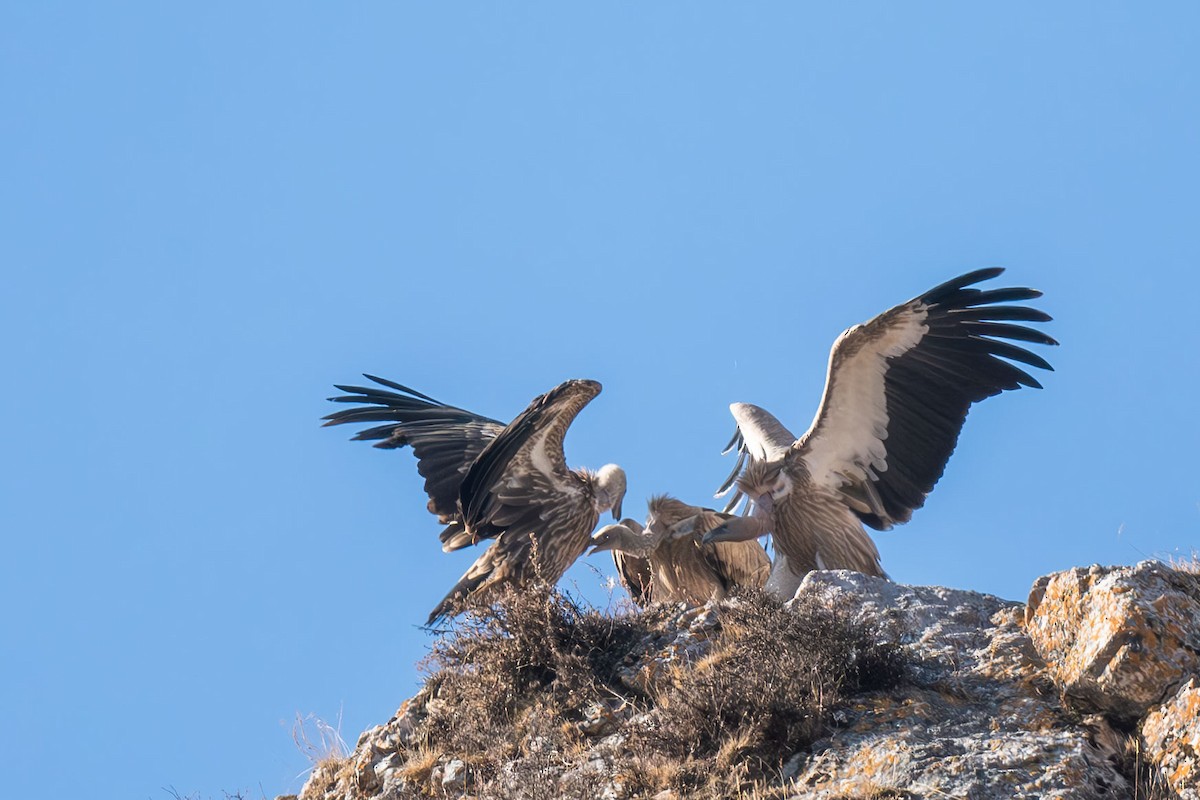 Himalayan Griffon - ML645256896