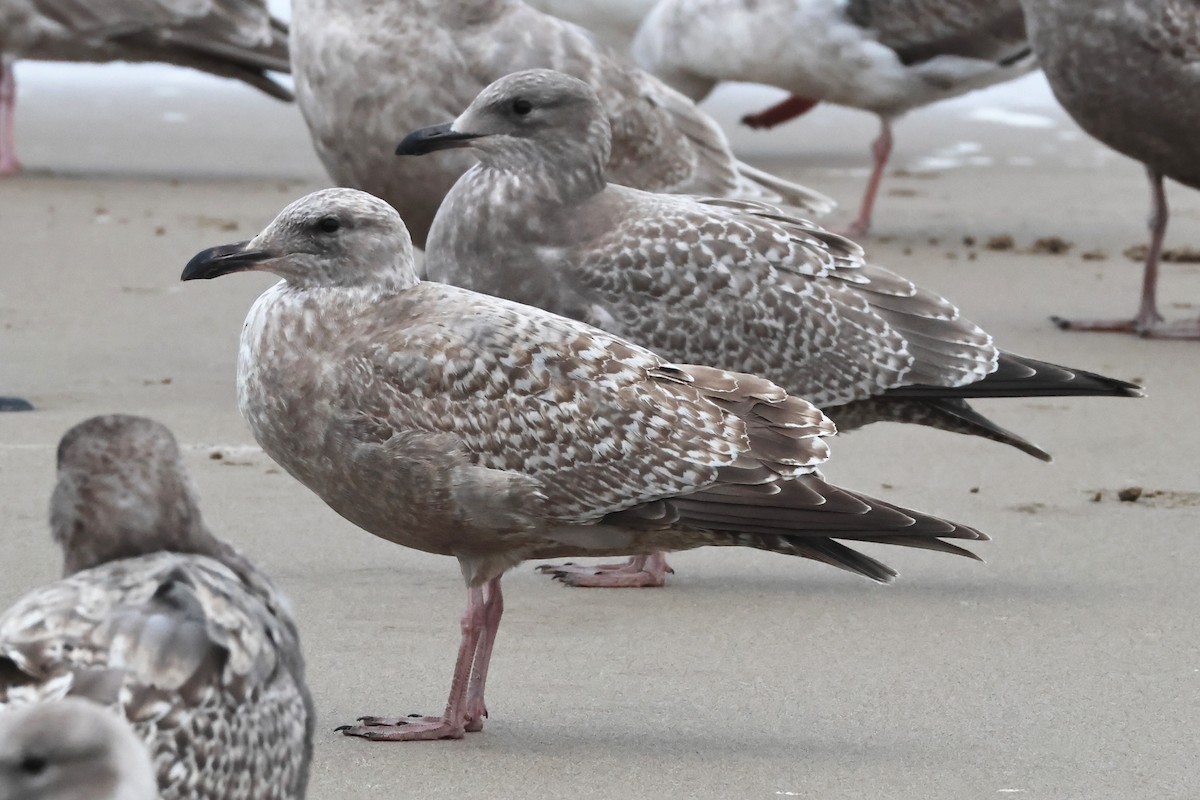 American Herring x Glaucous-winged Gull (hybrid) - ML645256899