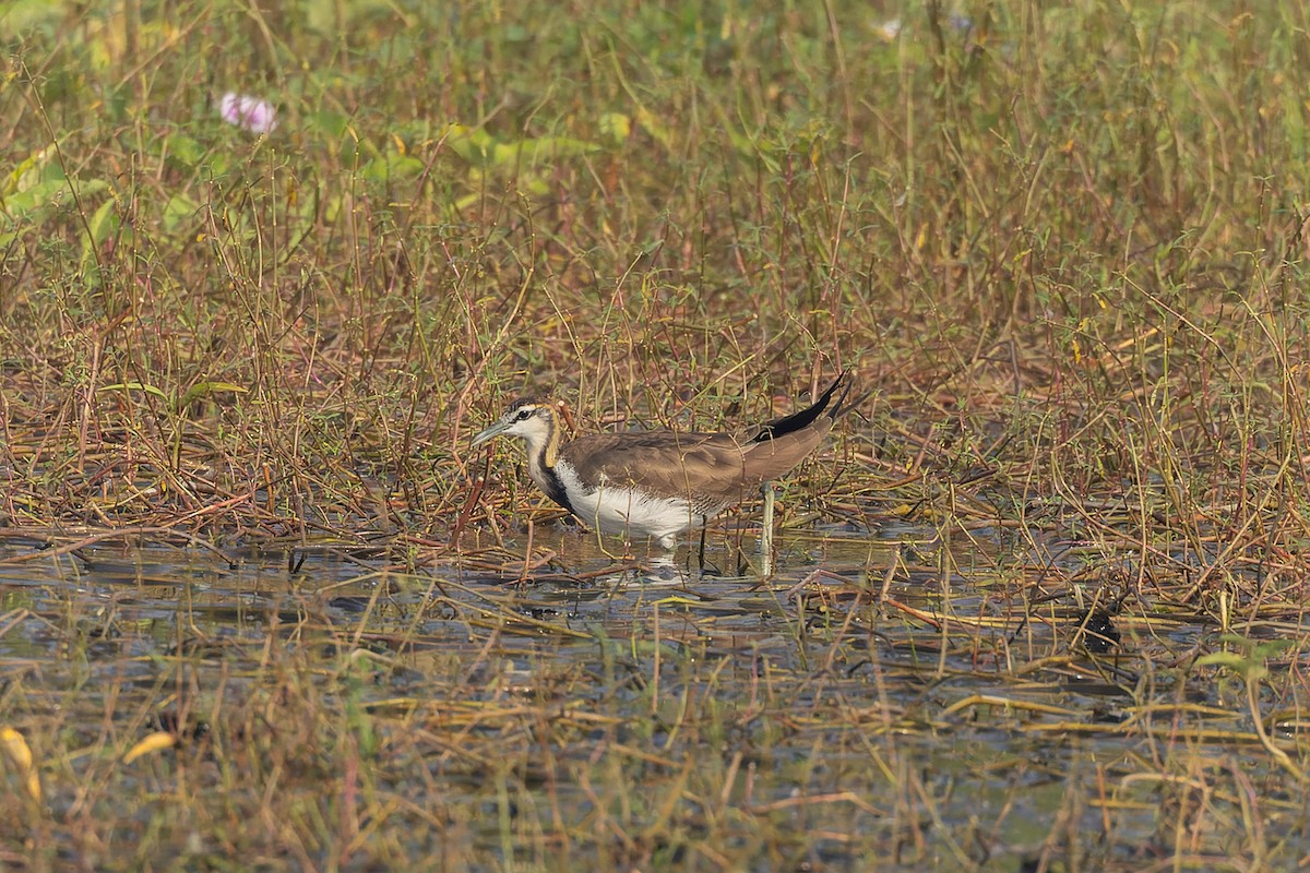 Pheasant-tailed Jacana - ML645256911
