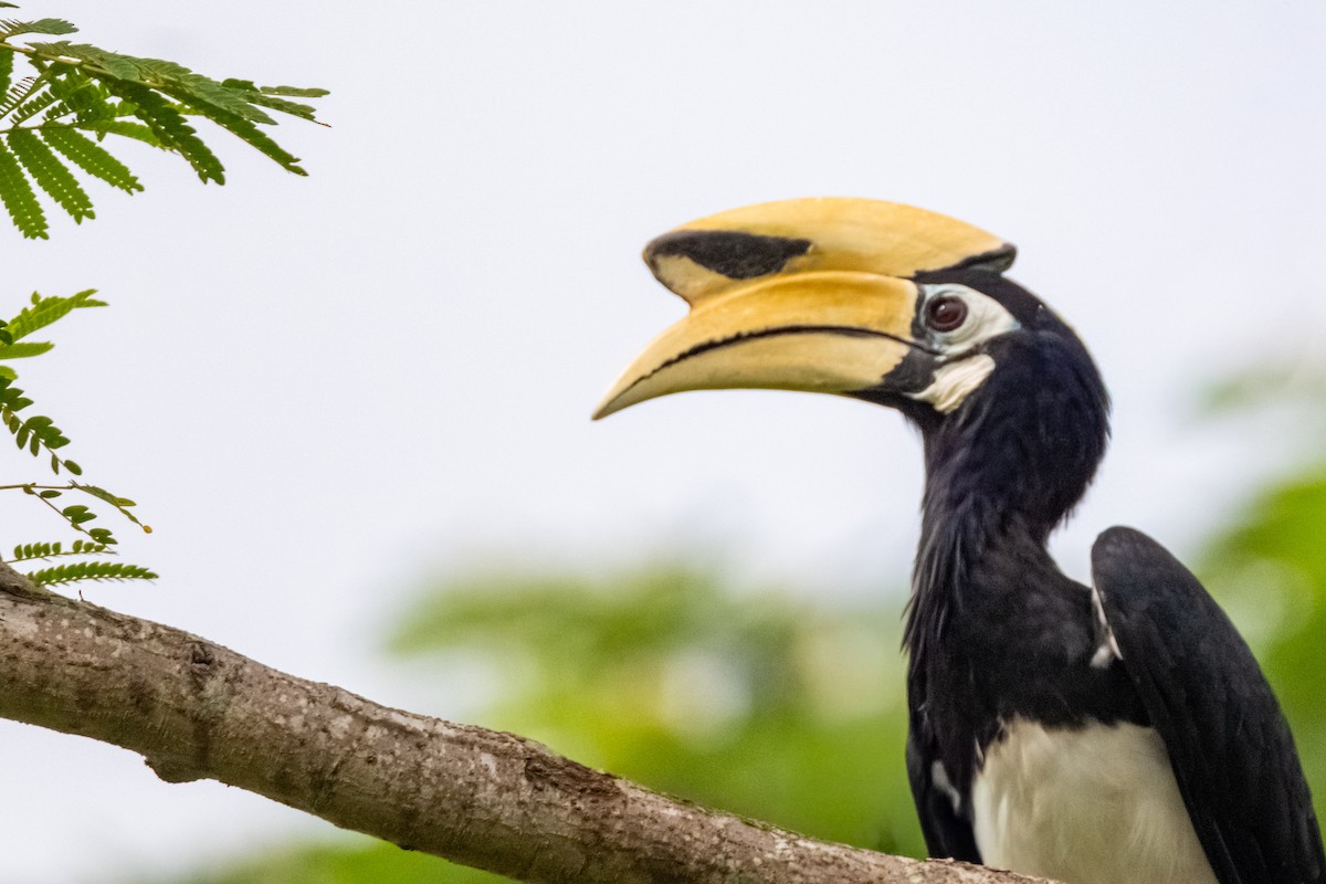 Oriental Pied-Hornbill - ML645256919