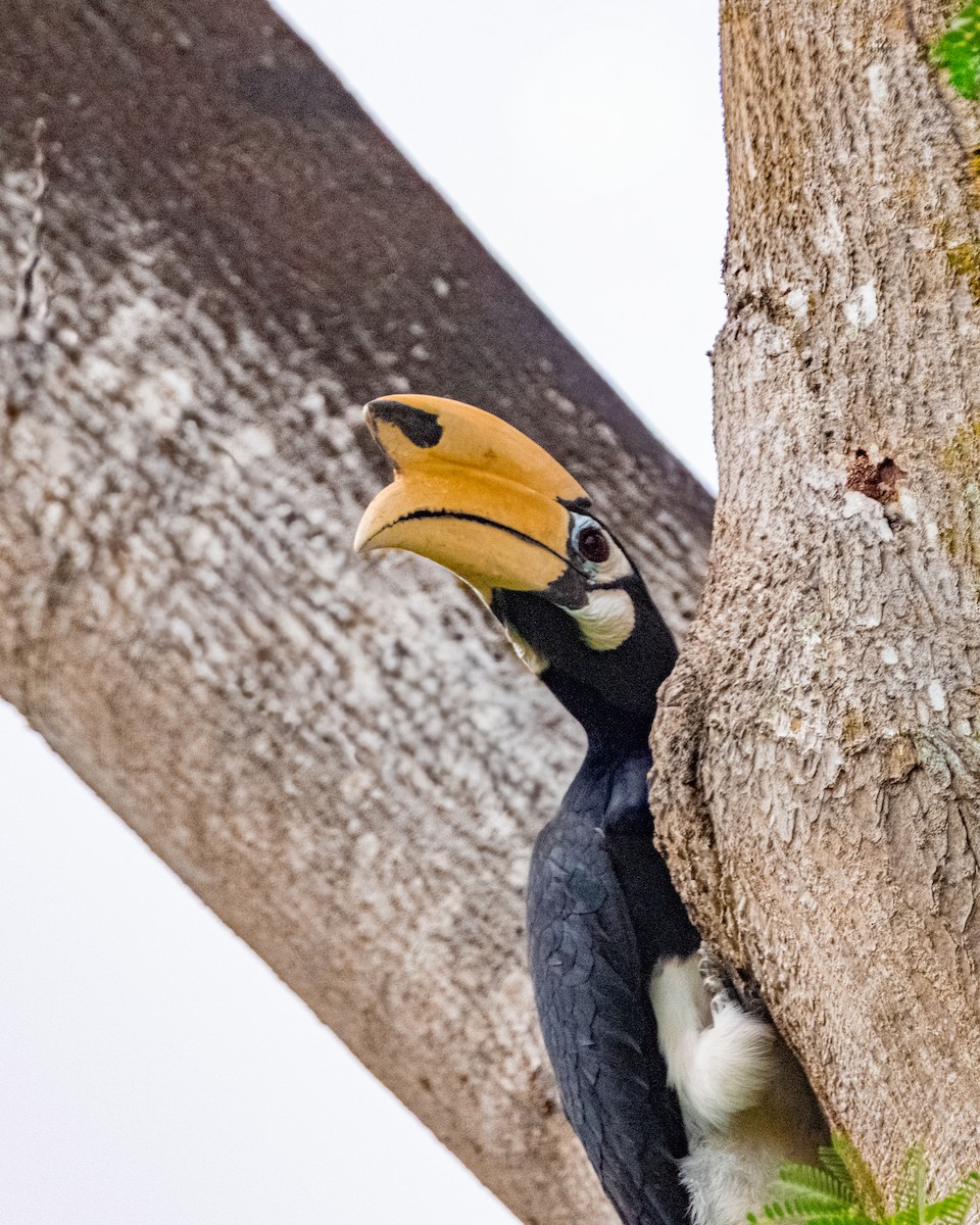 Oriental Pied-Hornbill - ML645256920